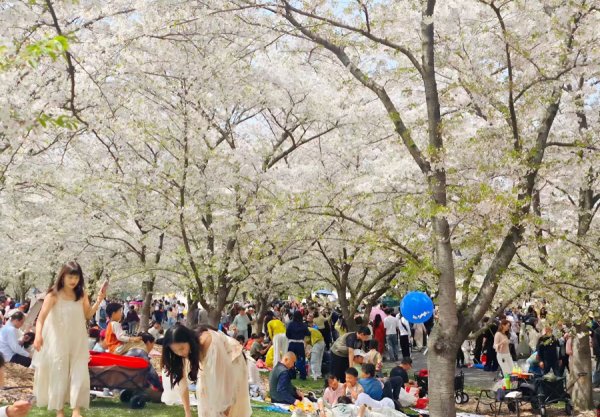 市民游客都出来看花了，辰山植物园保持了近十年的纪录被打破