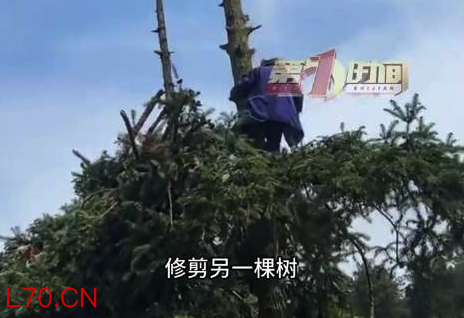 儿子回应84岁父亲爬30米高树剪树枝：身体很硬朗，心里素质也好